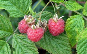 raspberriesfromgarden