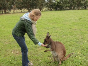 feeding the wallaby
