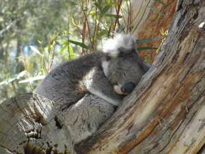 koala 2