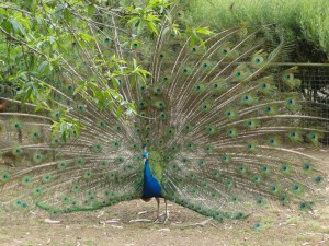 peacock