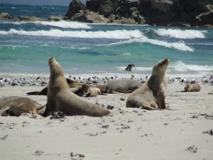 sea lions